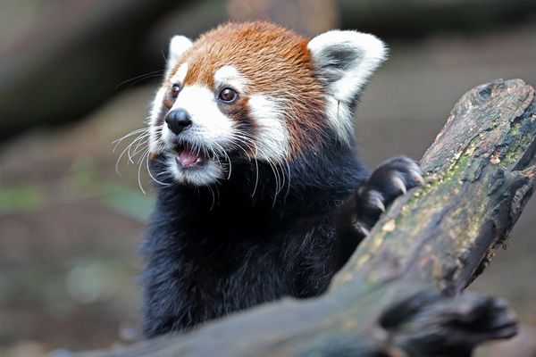 Nashville moves to acquire land for proposed $700 million data center beside zoo