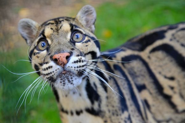 DC Blox's 50 MW Nashville Data Center Faces Pushback Over Zoo-Adjacent Site, Permit Filed Before Land Purchase