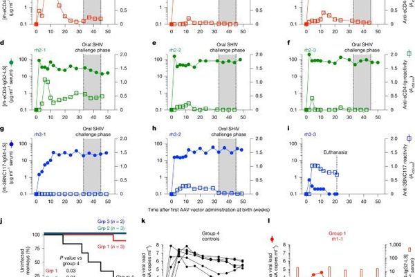 Neonatal Gene Therapy Confers Years-Long HIV Protection in Primates