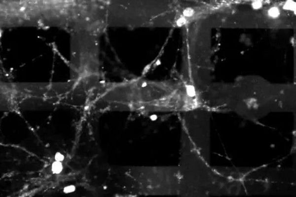 Princeton's Biohybrid Neural Network Combines Living Neurons with 3D Electronics for Energy-Efficient Computing