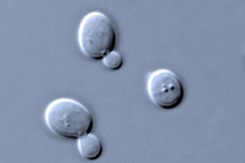 MIT chemical engineers have shown that some populations of yeast engineered to produce drugs secrete large quantities of the drug, while others lag behind, even though the yeast are genetically identical.