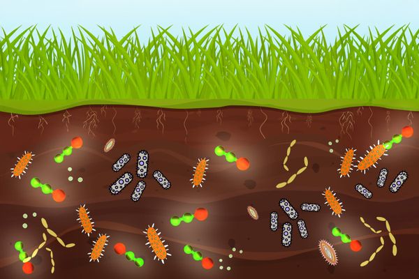 Nitrous Oxide May Harm Beneficial Soil Bacteria, New Study Finds