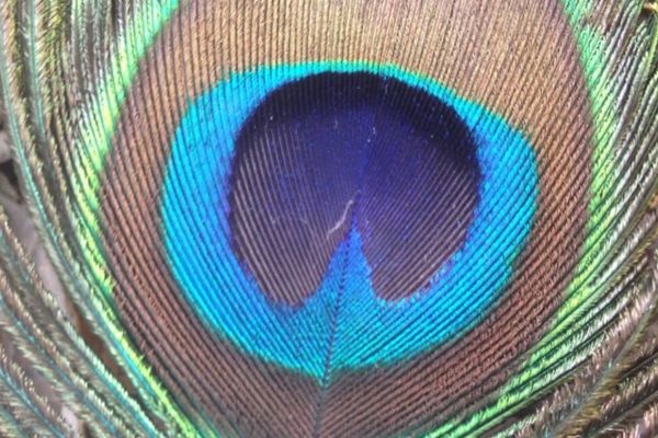 Peacock Feathers Emit Laser Light, Opening Door to Biocompatible Tech