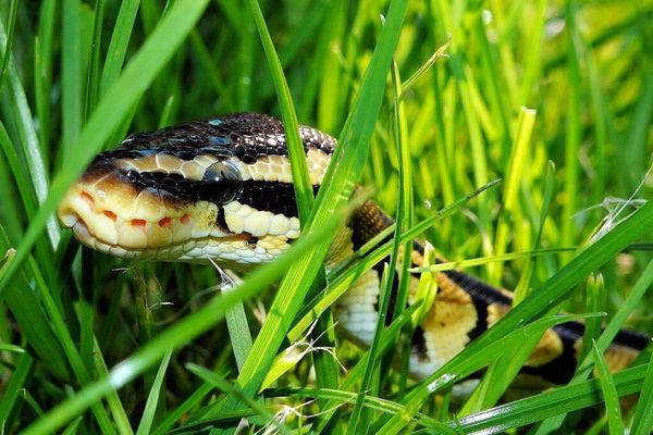 Developer uses AI to catch malicious npm repo
