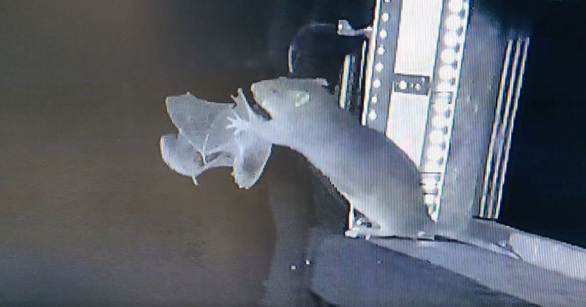 Rats Caught on Camera Hunting Flying Bats for the First Time