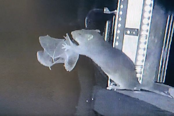 Rats Caught on Camera Hunting Flying Bats for the First Time