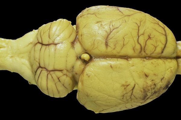 Living Rat Neurons Trained to Perform AI Computations in Real-Time