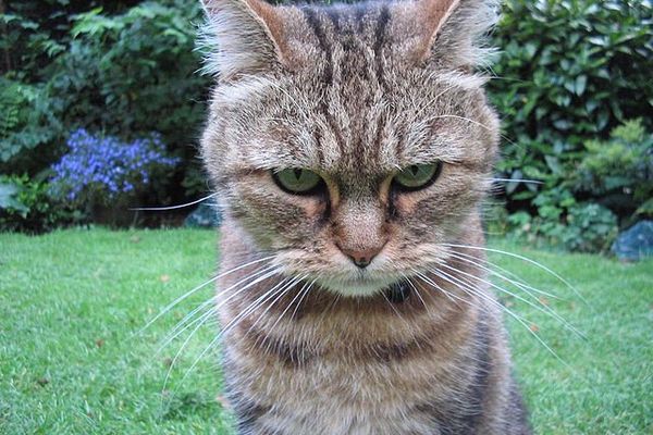 RTL:WTF: Understanding Right-to-Left Language Support on the Web