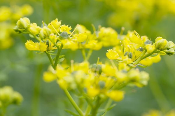 Rust Contributor Explores AI-Assisted Compiler Development with New Rue Language