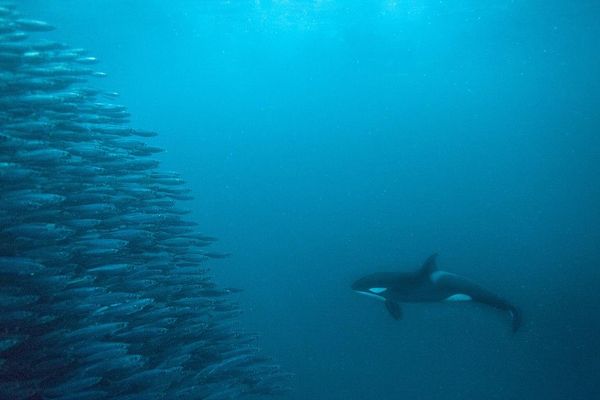 Beyond Genes: The Quiet Shift Reshaping Evolutionary Theory