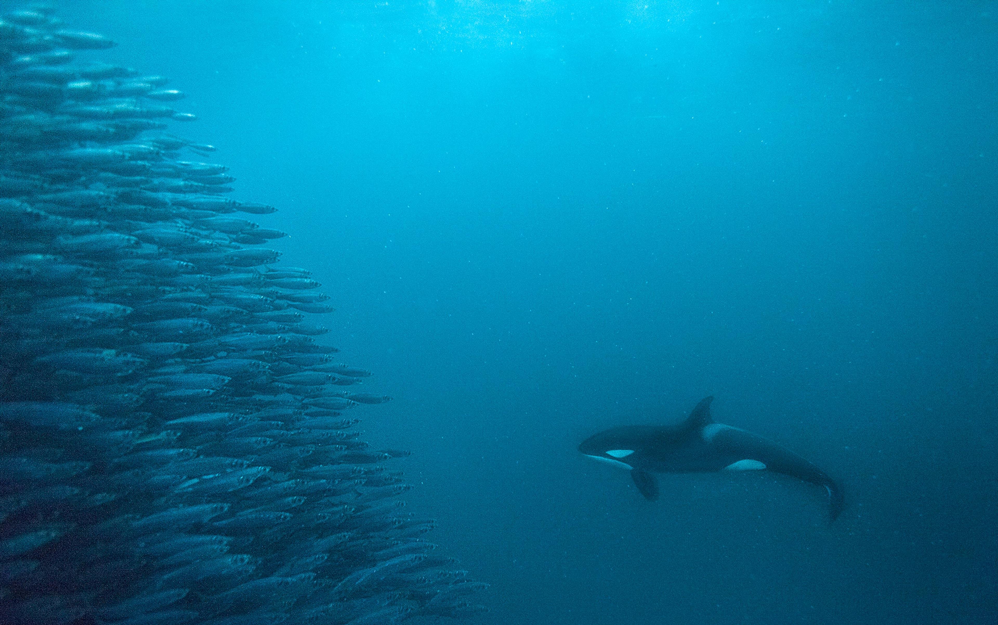 Underwater photo of a whale swimming towards a dense school of fish in deep blue water.