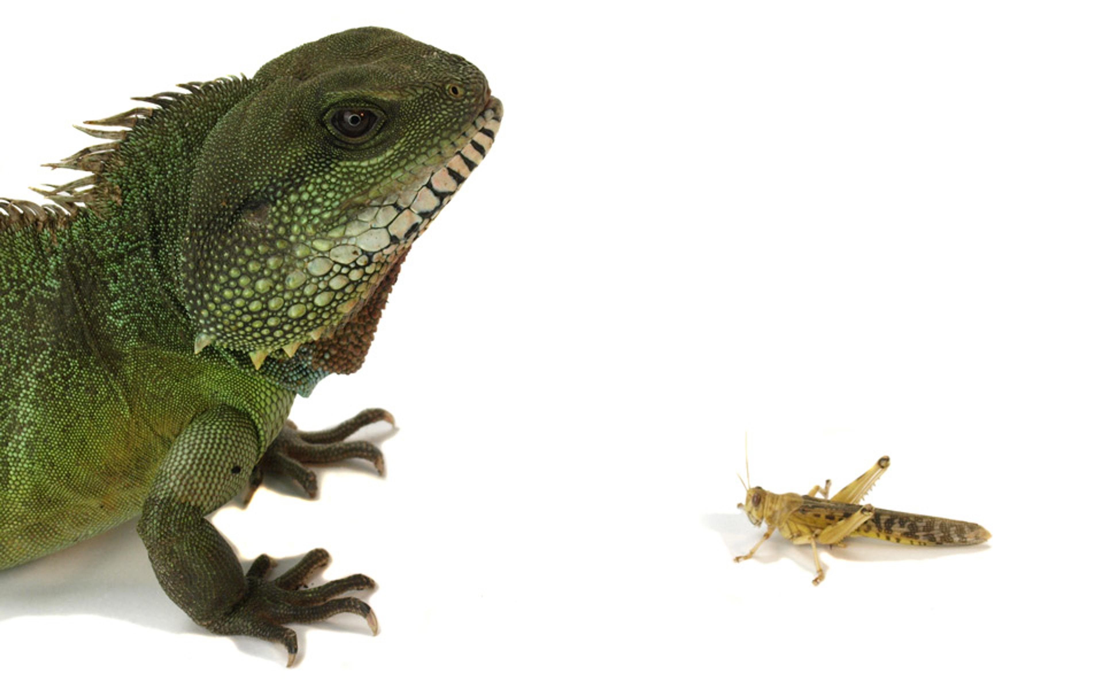 A close-up green iguana facing a yellow grasshopper on a white background.
