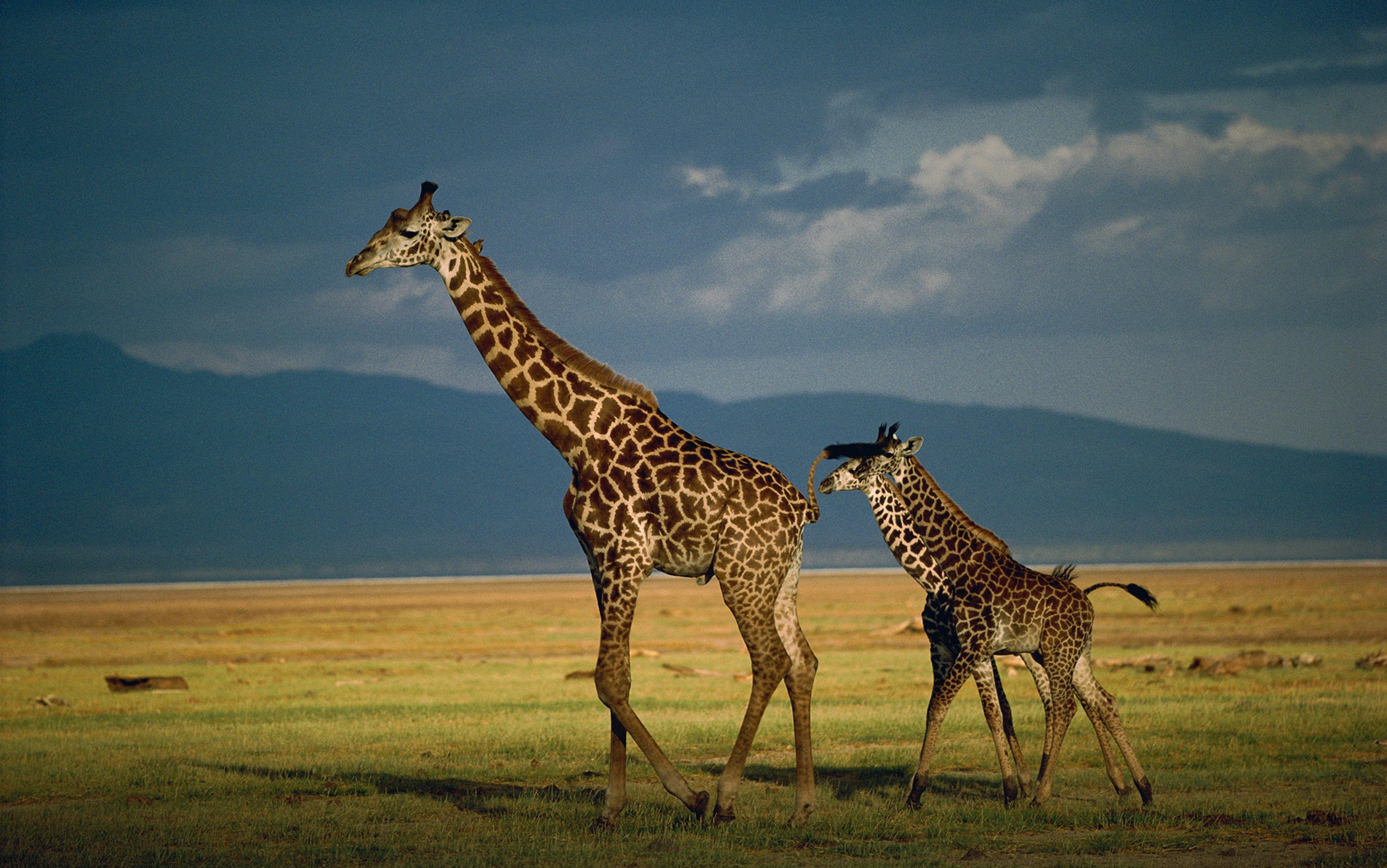 An adult giraffe and a calf walking on a grassy plain with distant mountains and a cloudy sky in the background.