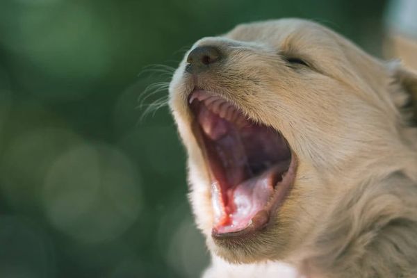 Semantic ablation: Why AI writing is boring and dangerous