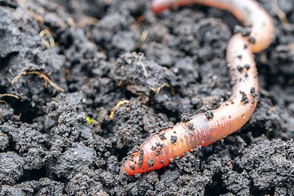 Copycat Shai‑Hulud Worm Infects Another npm Package, Raising GDPR and CCPA Compliance Alarm