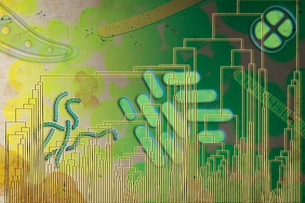 Early Life May Have Breathed Oxygen Before It Filled the Atmosphere