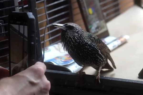 Starling Sings Data: How an Enthusiast Encoded a PNG into Bird Song for 2 MB/s Transfer
