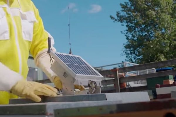 Starlink's Cellular Network Expands to IoT, Starting with Beehives in New Zealand