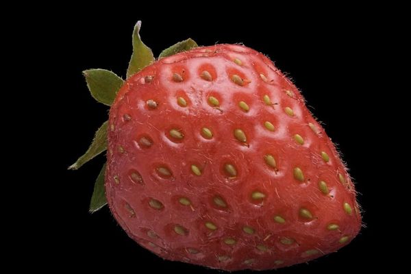 Strawberry – SuperSplat’s New GPU‑Powered Toolkit for 3D Asset Management