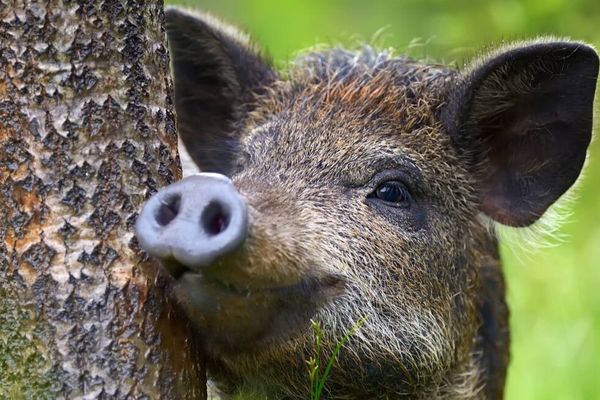 Domestic Pig Genetics Accelerated Hybridization in Fukushima Exclusion Zone