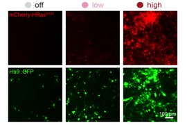 A grid shows “off, low, and high” levels, with colorful blobs of green or red-tinted neurons. More neurons are in the “high” level.