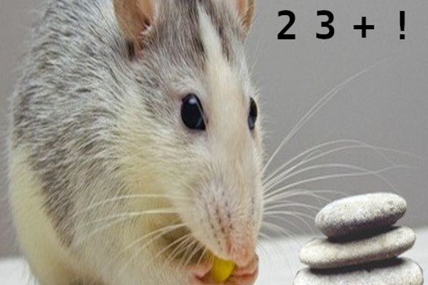 Mouse: The Tiny Yet Powerful Programming Language That Defined an Era of Microcomputing