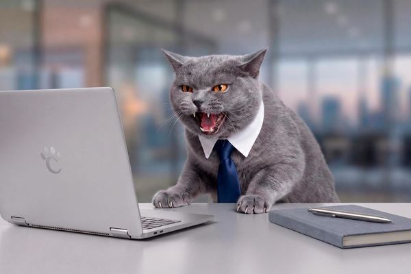 The Neuroscience of Toxic Leadership: Why Shouting Literally Shuts Down the Brain