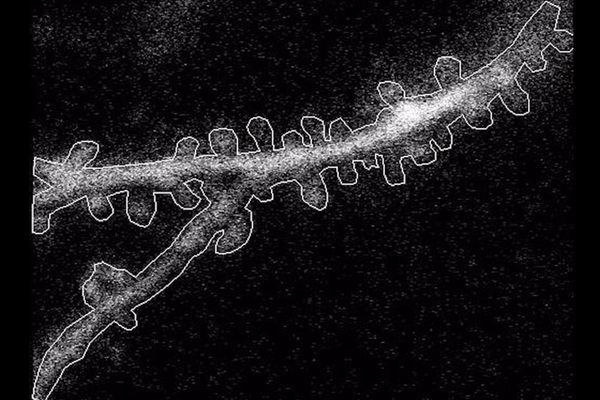 Neurons Follow Simple Spatial Rules to Organize Visual Input in Mouse Cortex