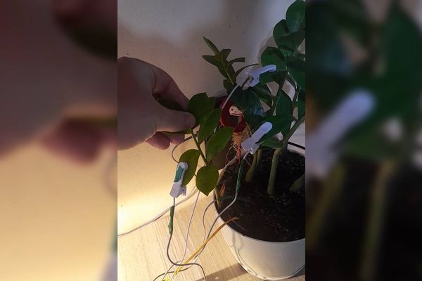 ESP32 Project Converts Plant Bioelectric Signals into Generative Music