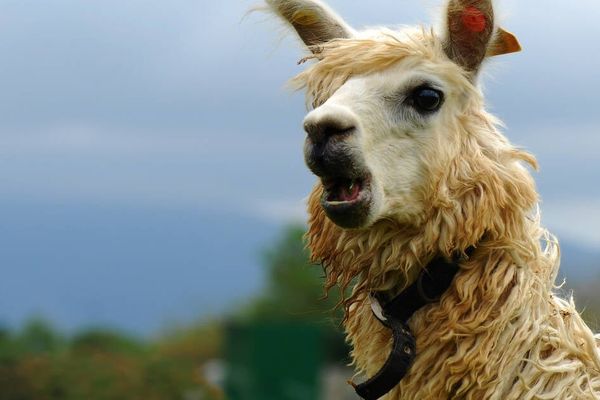 Llama3pure: A Single-File AI Inference Engine for Learning and Legacy Systems