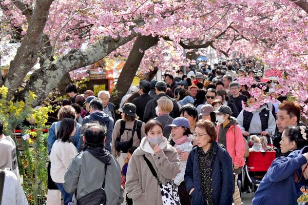 Tokyo's Cherry Blossoms to Peak Earlier Than Usual Amid Economic Caution