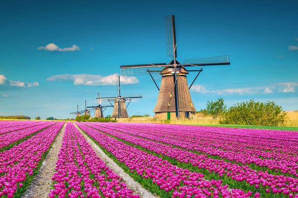 Tulip Mania: When a Single Flower Outpriced a House