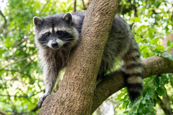 Ubuntu Resolute Raccoon Strengthens Data Protection Measures While Expanding Enterprise Support