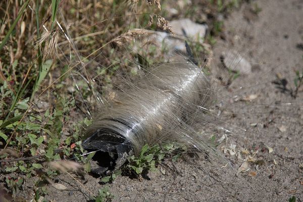 Birds Build Fiber‑Optic Nests Amid Ukraine Conflict: A Curious Intersection of Warfare, Materials, and Wildlife