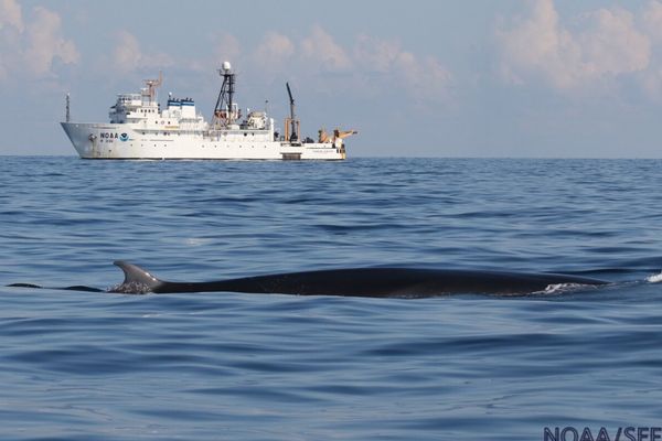 Trump Administration Exempts Gulf Oil Industry from Endangered Species Protections