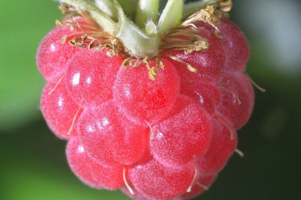 Security Experts Warn Against Running OpenClaw on Raspberry Pi Amid Compliance Risks