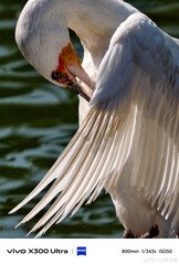 Vivo X300 Ultra stars in official new 800 mm camera samples before release - NotebookCheck.net News