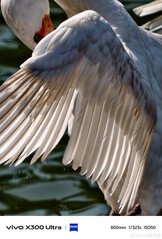 Vivo X300 Ultra stars in official new 800 mm camera samples before release - NotebookCheck.net News