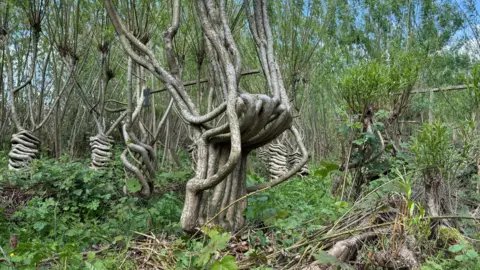 BBC A tree being grown into the shape of a chair at a farm in Derbyshire. The chair shape is upside down with the legs branching out above.