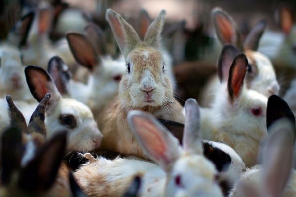 Welcome to the Vulnpocalypse: AI Security Tools Uncover Record-Breaking Number of Vulnerabilities