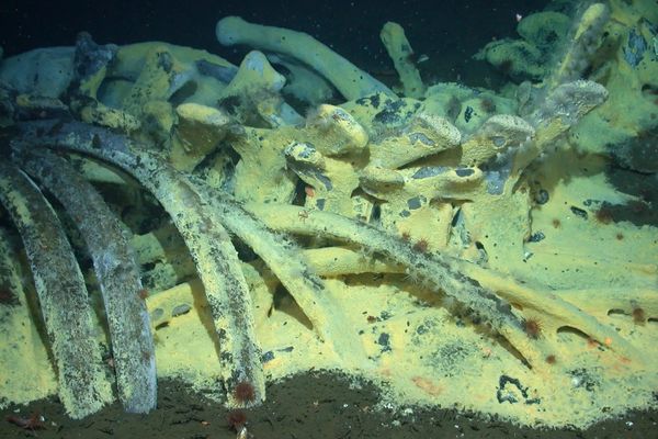When Platforms Die: Lessons from a Whale Fall in the Tech Ocean