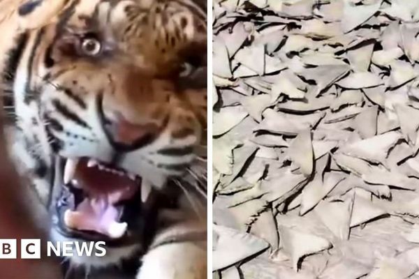 When Facebook Becomes a Marketplace for Endangered Species: The Tech Behind the Illegal Trade