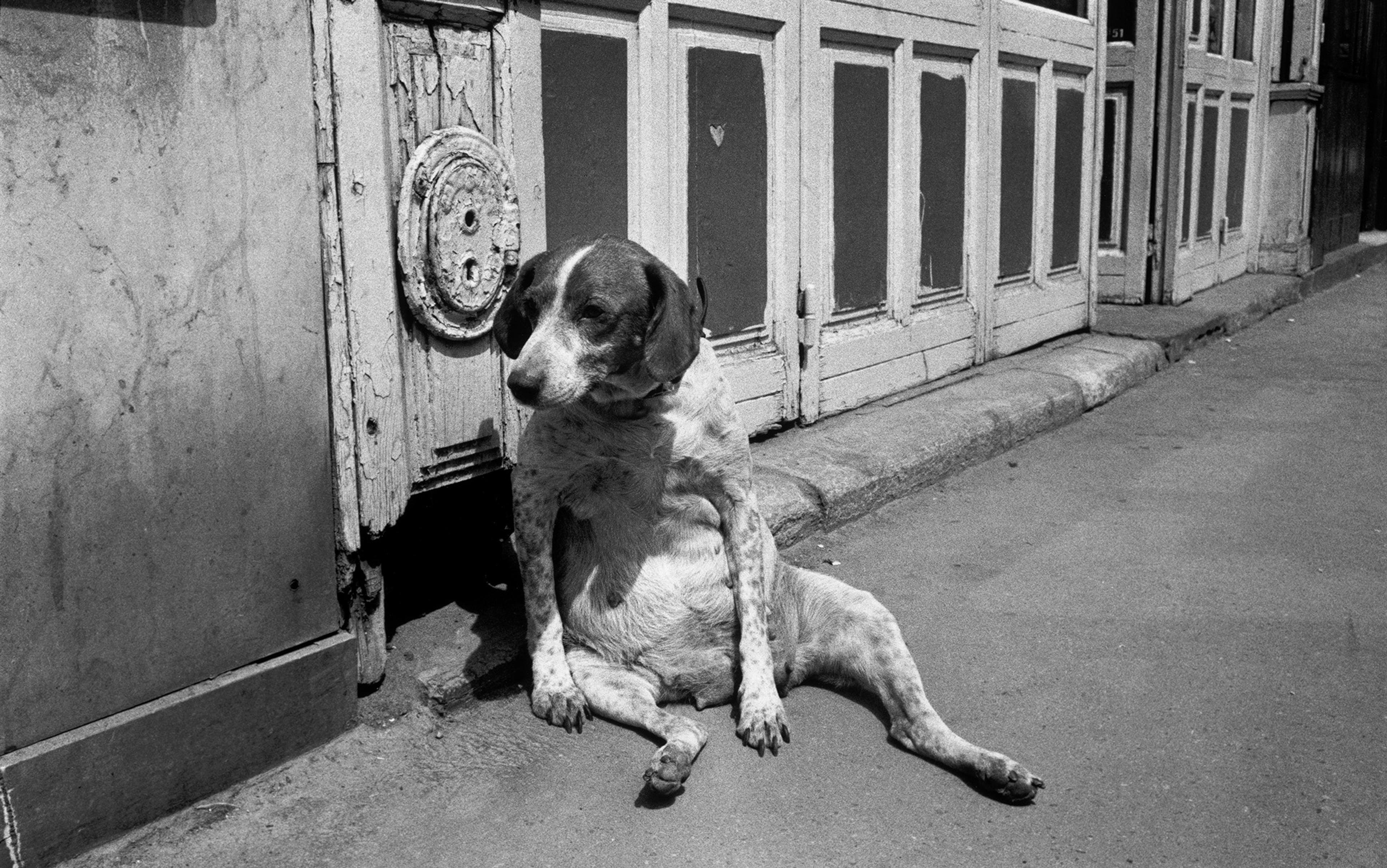 Black and white photo of a dog sitting against a shabby wooden door on a street, appearing relaxed with its legs stretched out.