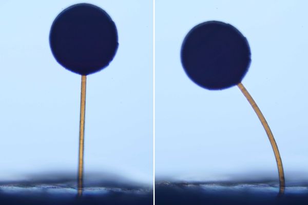 With a swipe of a magnet, microscopic “magno‑bots” perform complex maneuvers