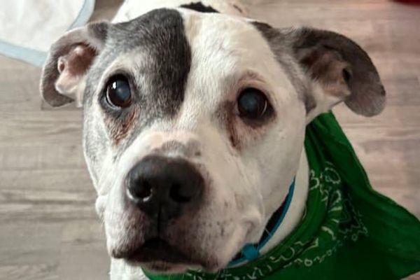 The Power of Persistence: How One Woman's Microchip Updates Led to an 11-Year Reunion