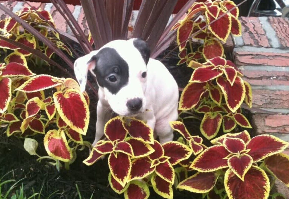 A gray and white pit bull puppy nestled among some red and green leaves in a garden