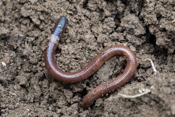 Worm rubs out competitor's malware, then takes control