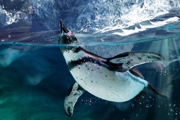 Zorin OS 18.1 released - and the Lite edition reappears • The Register